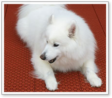 Kennel Flooring